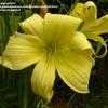 Thumbnail #4 of Hemerocallis  by pigeon1943