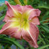 Thumbnail #4 of Hemerocallis  by Joy