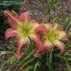 Thumbnail #3 of Hemerocallis  by frmdeath2life