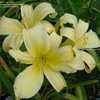 Thumbnail #5 of Hemerocallis  by Joy