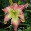 Thumbnail #2 of Hemerocallis  by naturepatch