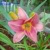 Thumbnail #2 of Hemerocallis  by carolann