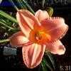 Thumbnail #4 of Hemerocallis  by kellyp