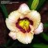 Thumbnail #5 of Hemerocallis  by carolann