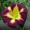 Thumbnail #1 of Hemerocallis  by Pusia