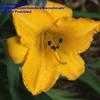 Thumbnail #2 of Hemerocallis  by fearneyhough