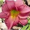 Thumbnail #5 of Hemerocallis  by cceamore