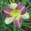 Thumbnail #3 of Hemerocallis  by carolann