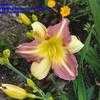 Thumbnail #2 of Hemerocallis  by kiseki2u