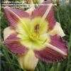 Thumbnail #4 of Hemerocallis  by daredevil