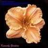 Thumbnail #1 of Hemerocallis  by kennedy