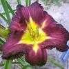 Thumbnail #1 of Hemerocallis  by carolann