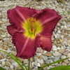 Thumbnail #3 of Hemerocallis  by Valerie412