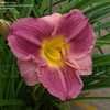 Thumbnail #2 of Hemerocallis  by DaylilySLP