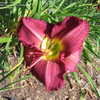 Thumbnail #4 of Hemerocallis  by MollyJane