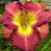 Thumbnail #5 of Hemerocallis  by DreamOfSpring