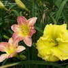 Thumbnail #2 of Hemerocallis  by Mainer