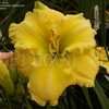 Thumbnail #4 of Hemerocallis  by DaylilySLP