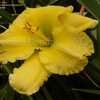 Thumbnail #5 of Hemerocallis  by DaylilySLP