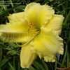 Thumbnail #3 of Hemerocallis  by DaylilySLP