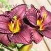 Thumbnail #2 of Hemerocallis  by Songbird839