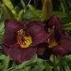 Thumbnail #1 of Hemerocallis  by Snow_in_Summer