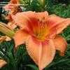 Thumbnail #1 of Hemerocallis  by linthicum