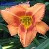 Thumbnail #4 of Hemerocallis  by fearneyhough