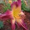 Thumbnail #2 of Hemerocallis  by susansconi