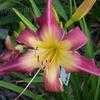 Thumbnail #3 of Hemerocallis  by sadie_mae