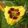 Thumbnail #3 of Hemerocallis  by pigeon1943