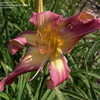 Thumbnail #4 of Hemerocallis  by DaylilySLP