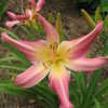 Thumbnail #5 of Hemerocallis  by crazy_gardener