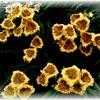 Thumbnail #2 of Hemerocallis  by linthicum