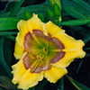 Thumbnail #4 of Hemerocallis  by ecomorph