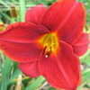 Thumbnail #4 of Hemerocallis  by alicewho