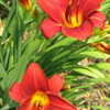 Thumbnail #3 of Hemerocallis  by alicewho