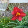 Thumbnail #5 of Hemerocallis  by stephanotis