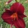 Thumbnail #1 of Hemerocallis  by ptyler