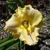 Thumbnail #2 of Hemerocallis  by selena430