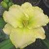 Thumbnail #5 of Hemerocallis  by Calif_Sue