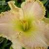 Thumbnail #2 of Hemerocallis  by 12344