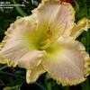 Thumbnail #5 of Hemerocallis  by 12344