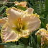 Thumbnail #4 of Hemerocallis  by DaylilySLP