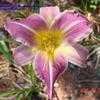 Thumbnail #1 of Hemerocallis  by carolann