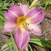 Thumbnail #3 of Hemerocallis  by carolann