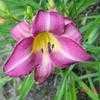 Thumbnail #4 of Hemerocallis  by carolann