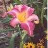 Thumbnail #2 of Hemerocallis  by Wandasflowers