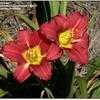 Thumbnail #4 of Hemerocallis  by bob47