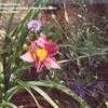Thumbnail #3 of Hemerocallis  by Wandasflowers